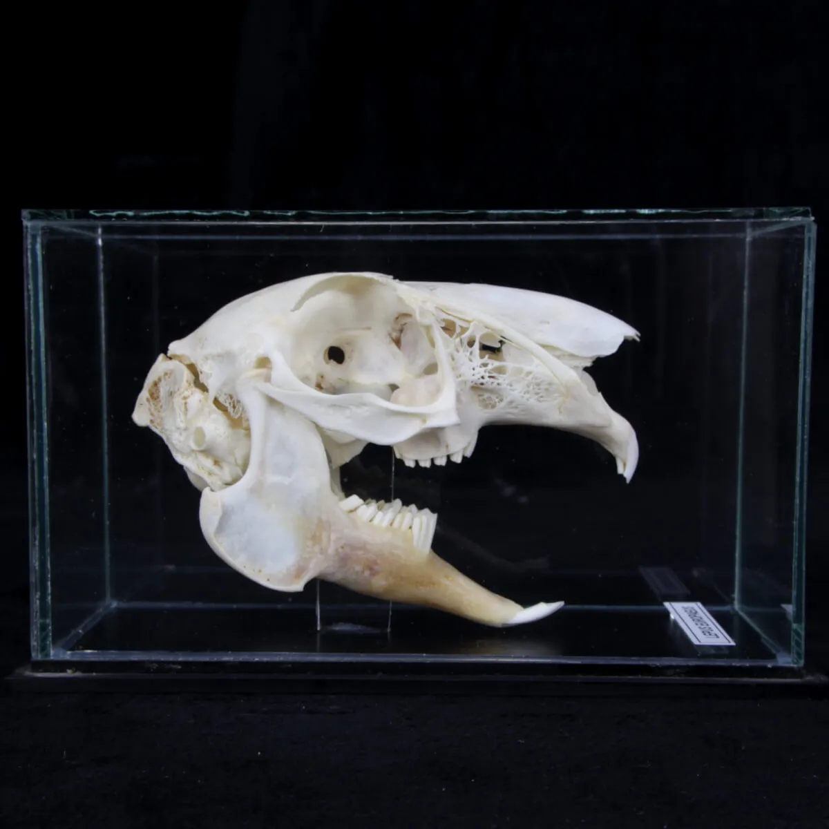 Teschio di Lepus Europaeus 