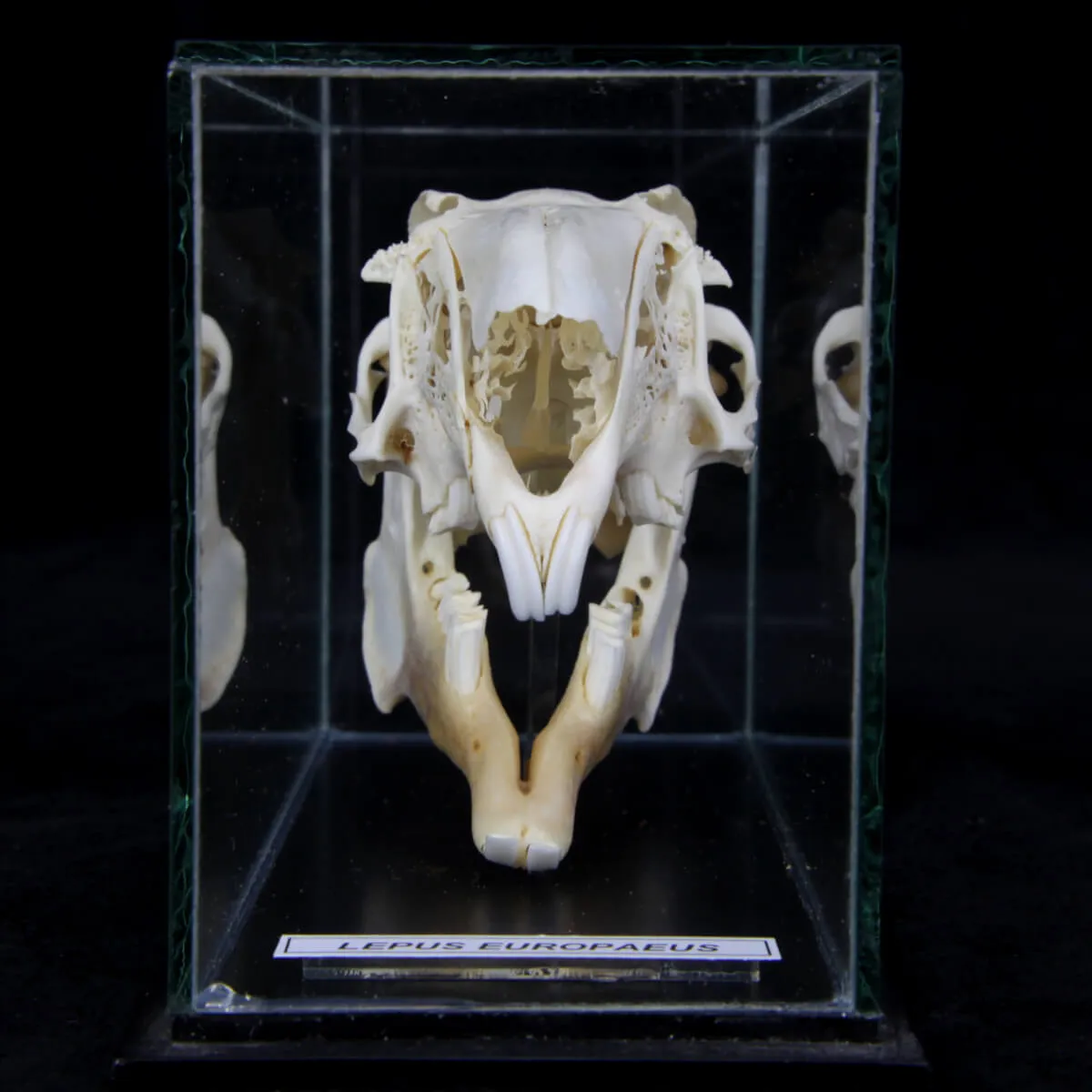 Teschio di Lepus Europaeus 
