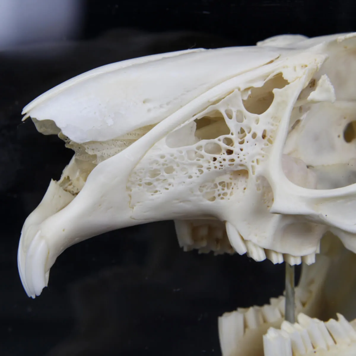 Teschio di Lepus Europaeus 