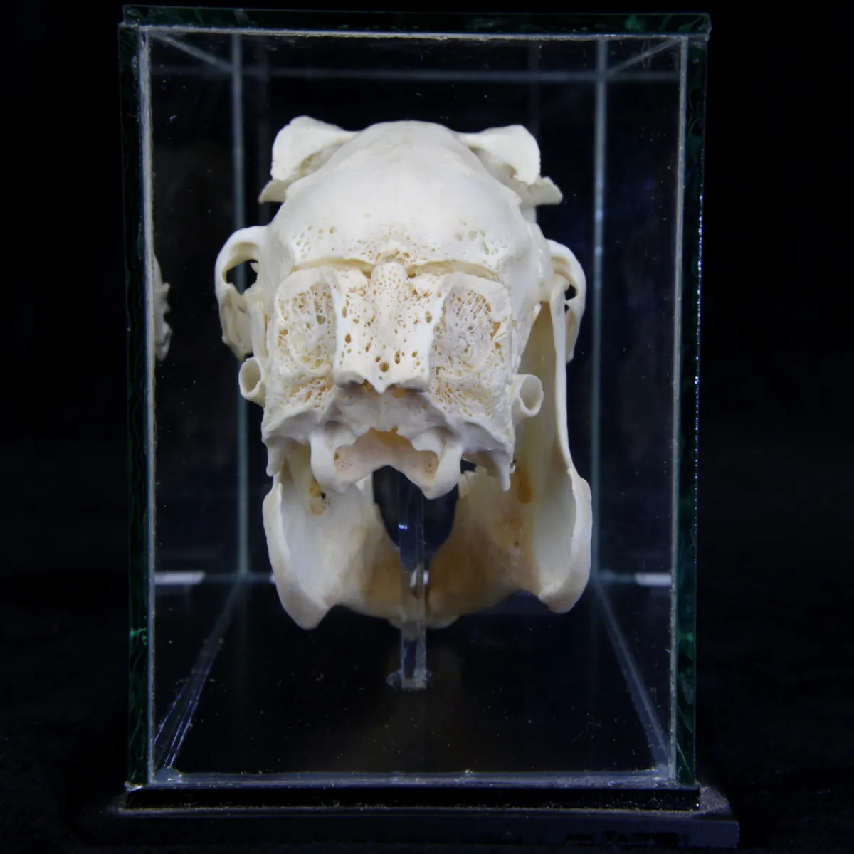 Teschio di Lepus Europaeus 