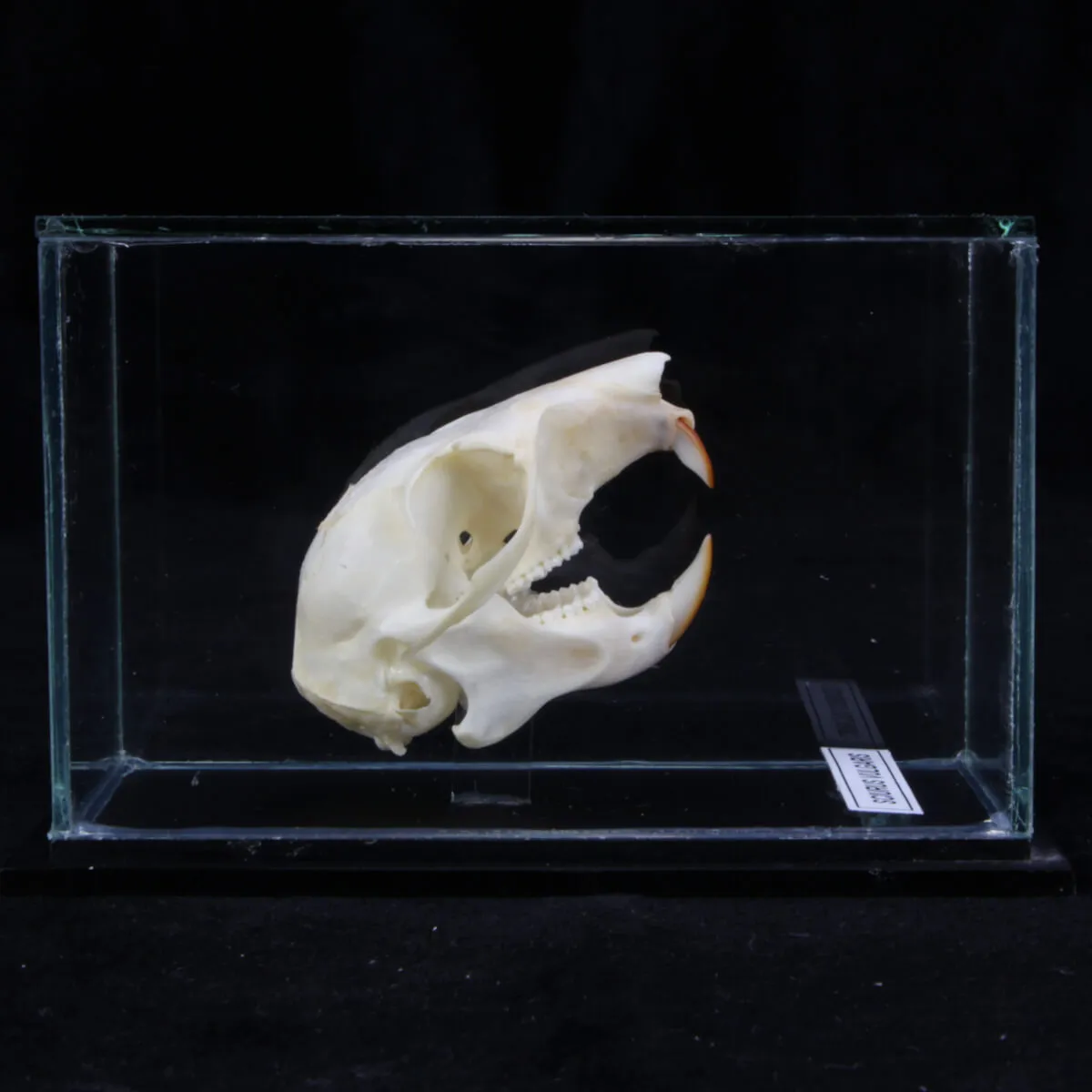 Teschio di scoiattolo - Sciurus Vulgaris