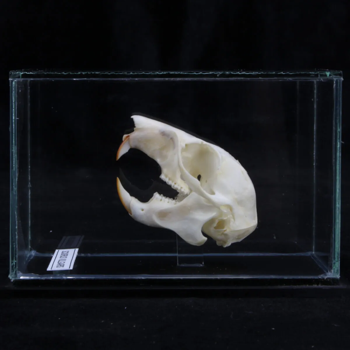 Teschio di scoiattolo - Sciurus Vulgaris