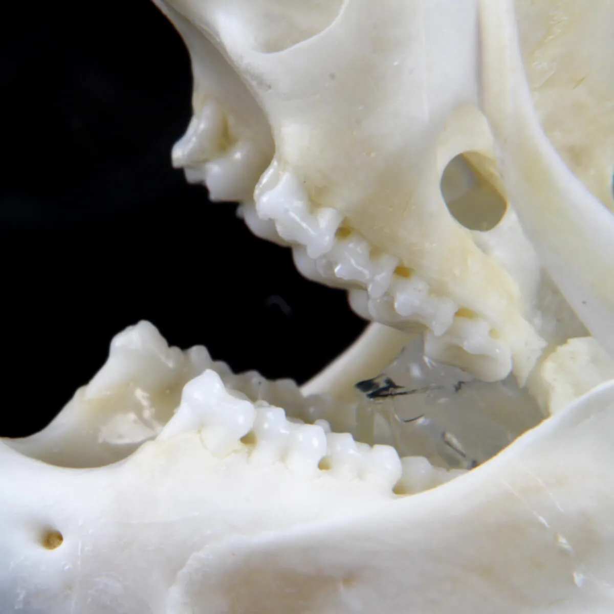 Teschio di scoiattolo - Sciurus Vulgaris