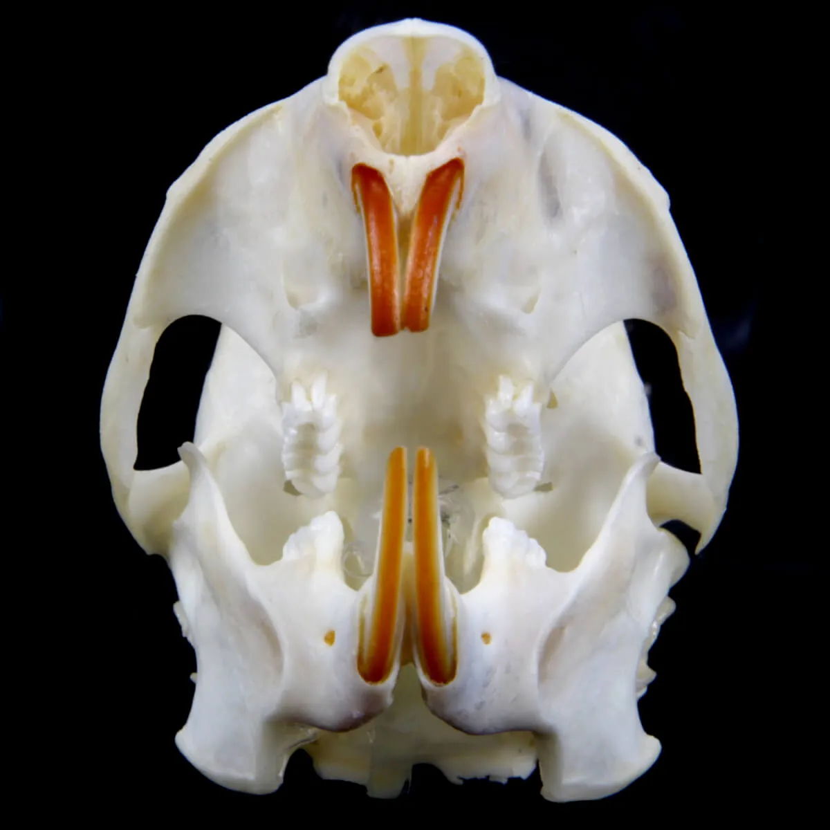 Teschio di scoiattolo - Sciurus Vulgaris