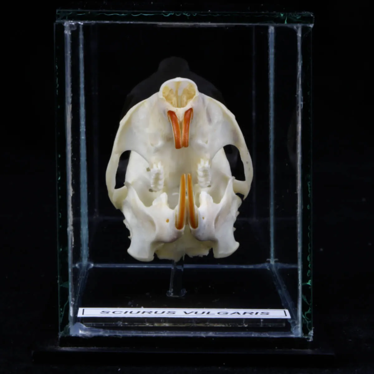 Teschio di scoiattolo - Sciurus Vulgaris