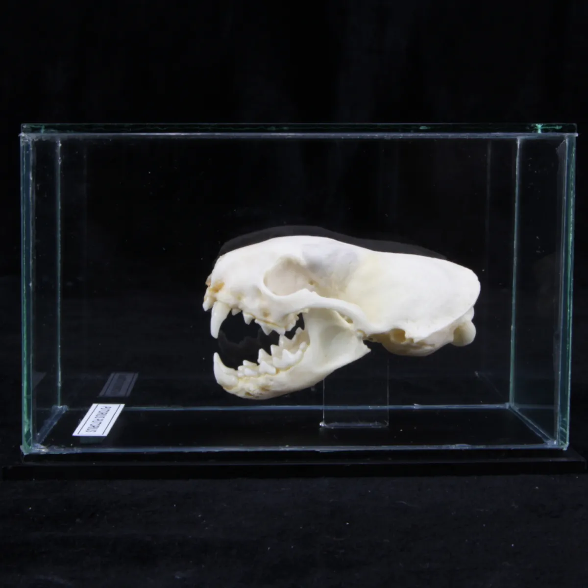 Teschio di Puzzola - Mustela Putorius 