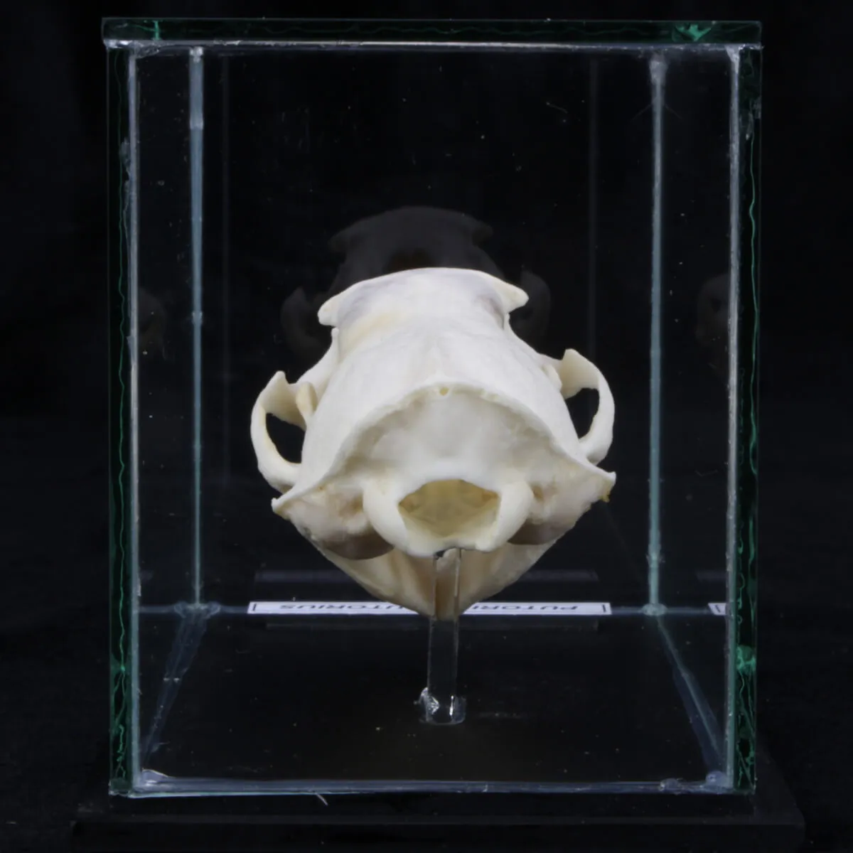 Teschio di Puzzola - Mustela Putorius 