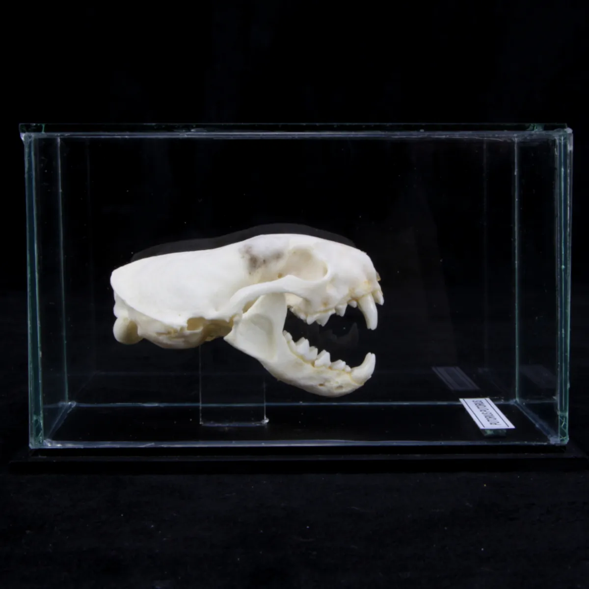 Teschio di Puzzola - Mustela Putorius 