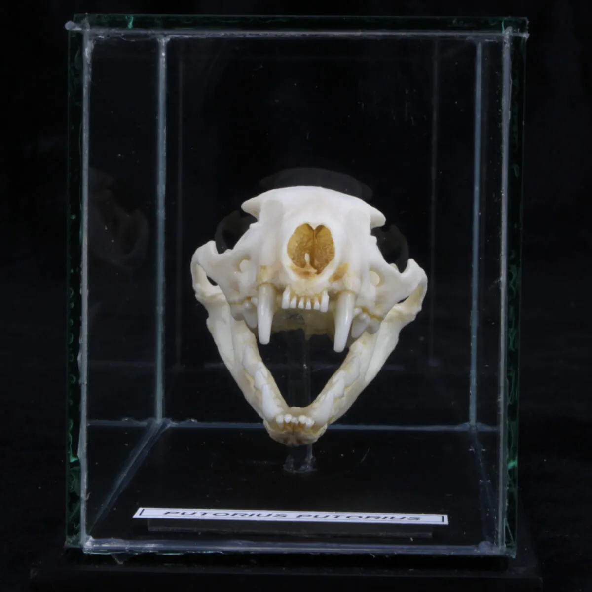 Teschio di Puzzola - Mustela Putorius 