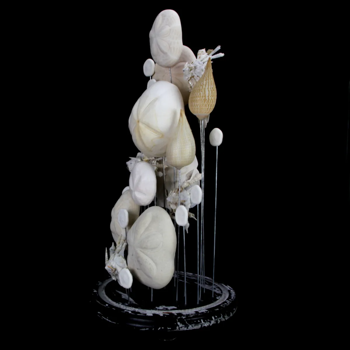 Sand Dollars e Conchiglie sotto Campana di Vetro