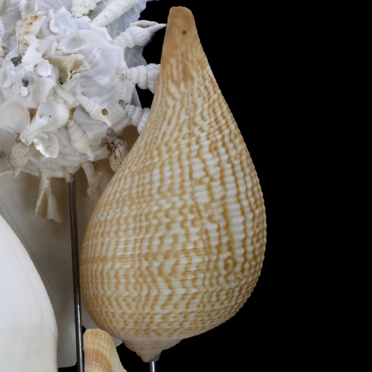 Sand Dollars e Conchiglie sotto Campana di Vetro