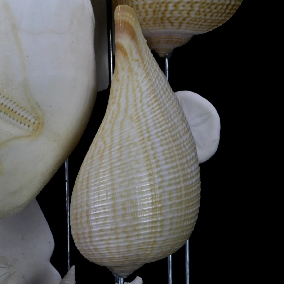 Sand Dollars e Conchiglie sotto Campana di Vetro