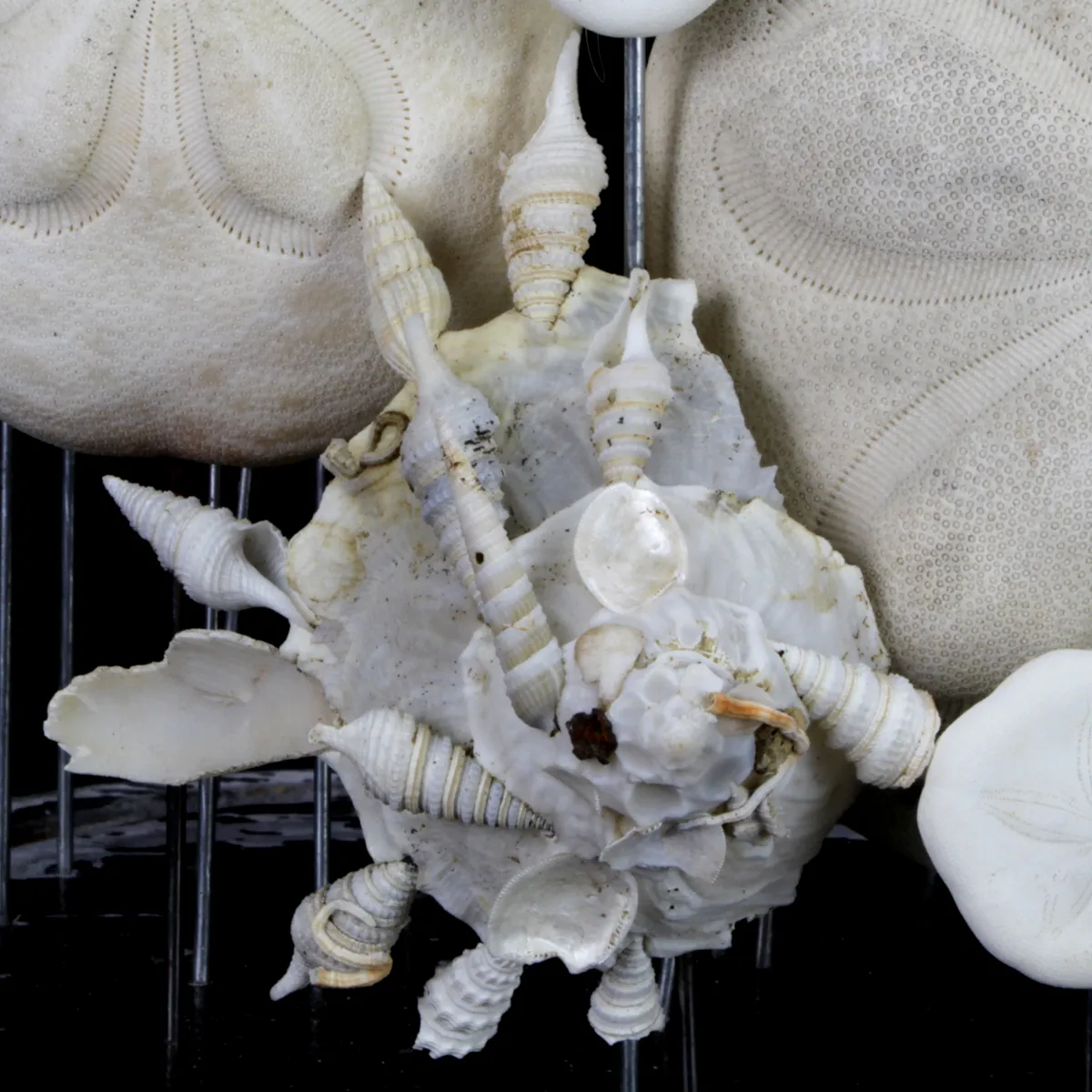 Sand Dollars e Conchiglie sotto Campana di Vetro