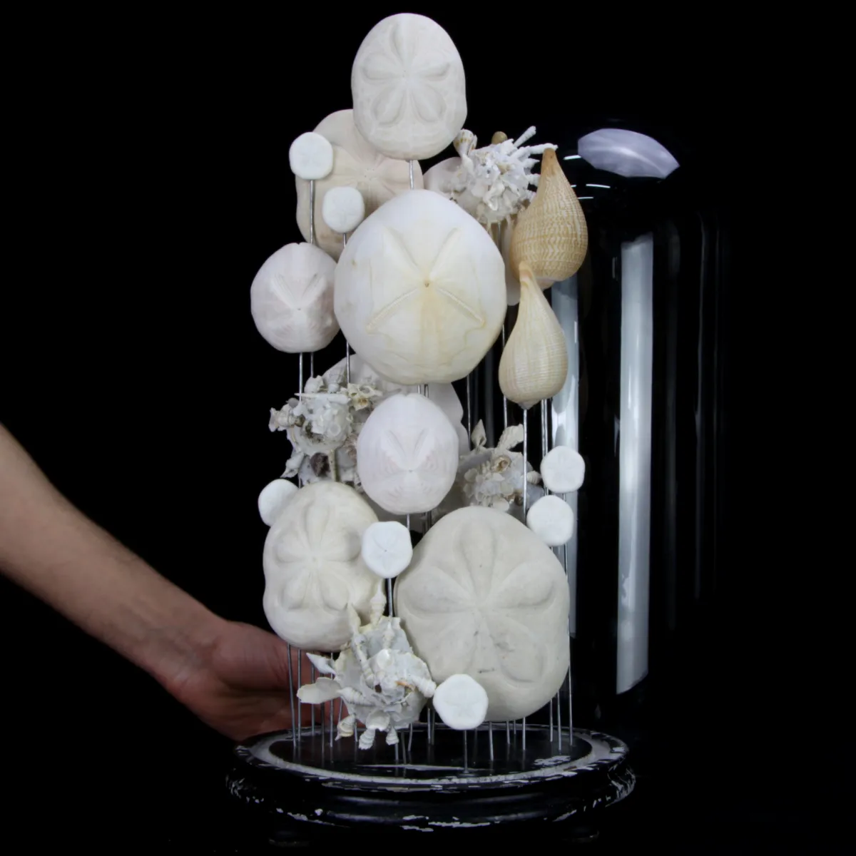 Sand Dollars e Conchiglie sotto Campana di Vetro