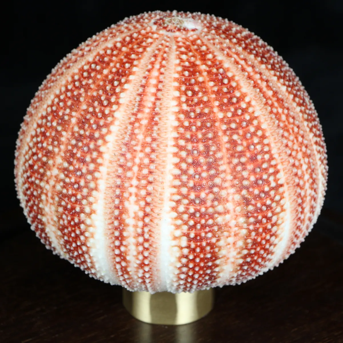 Lampada con Riccio sotto Campana di Vetro