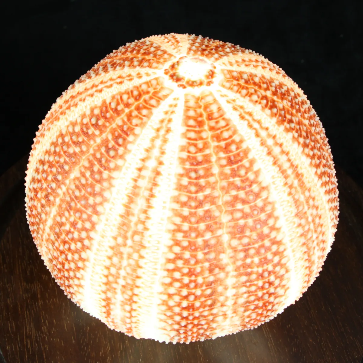 Lampada con Riccio sotto Campana di Vetro