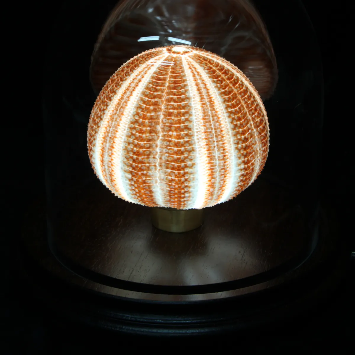 Lampada con Riccio sotto Campana di Vetro