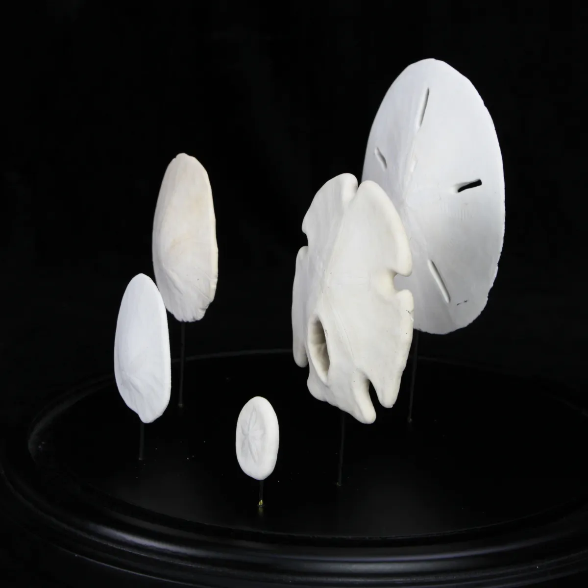Sand Dollars  sotto Campana di Vetro