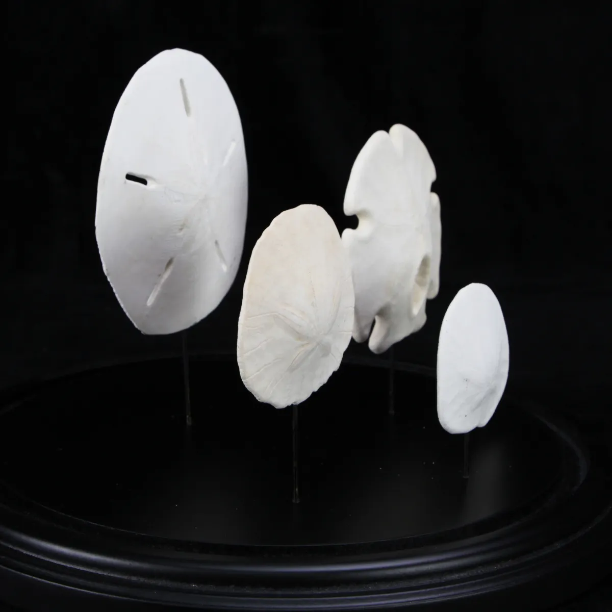 Sand Dollars  sotto Campana di Vetro