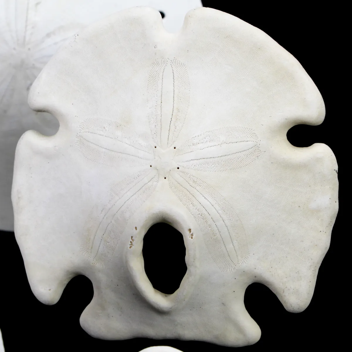 Sand Dollars  sotto Campana di Vetro