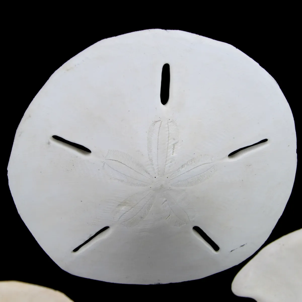 Sand Dollars  sotto Campana di Vetro