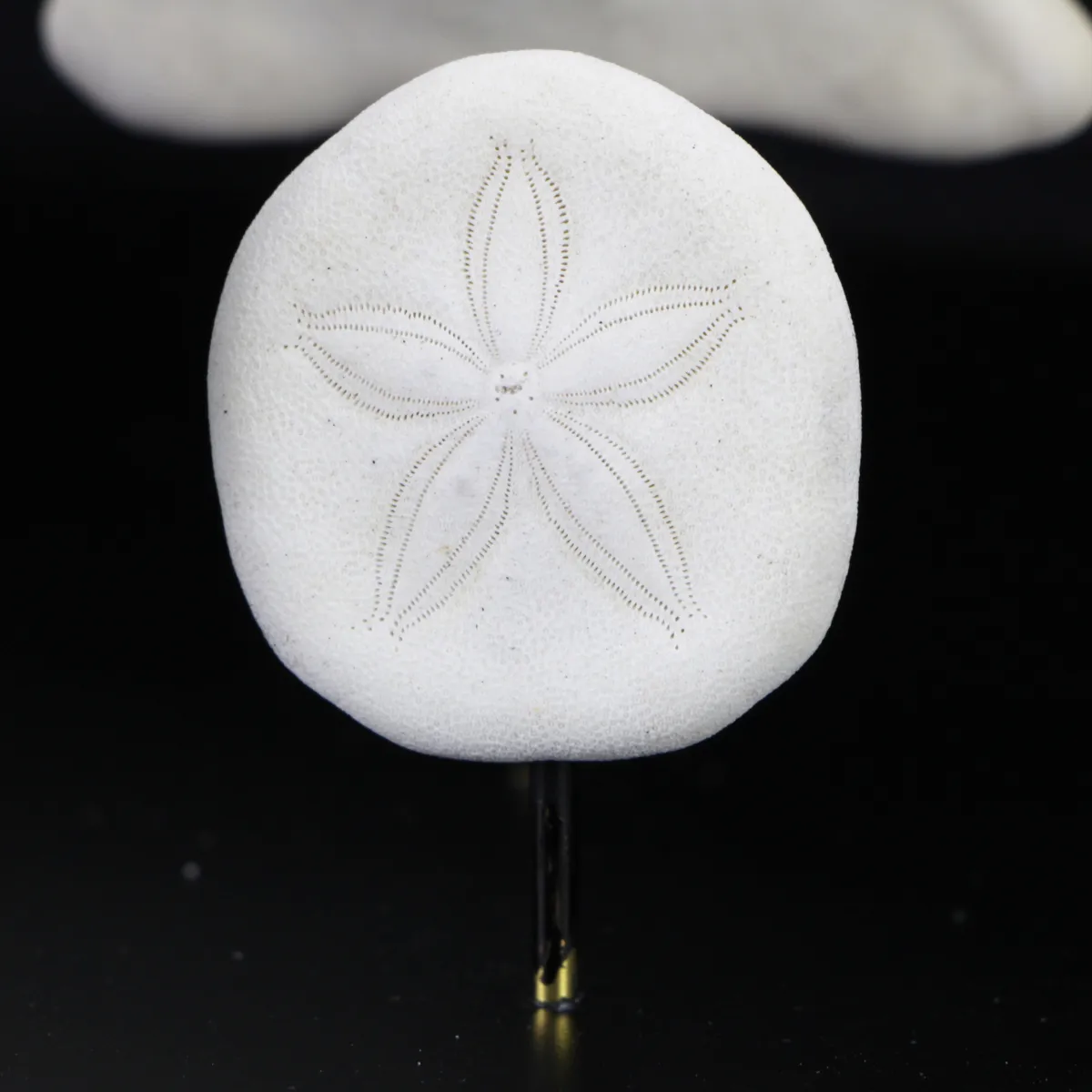 Sand Dollars  sotto Campana di Vetro