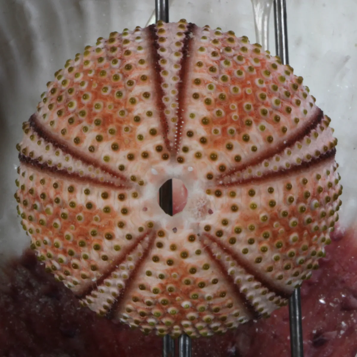 Conchiglie in Campana