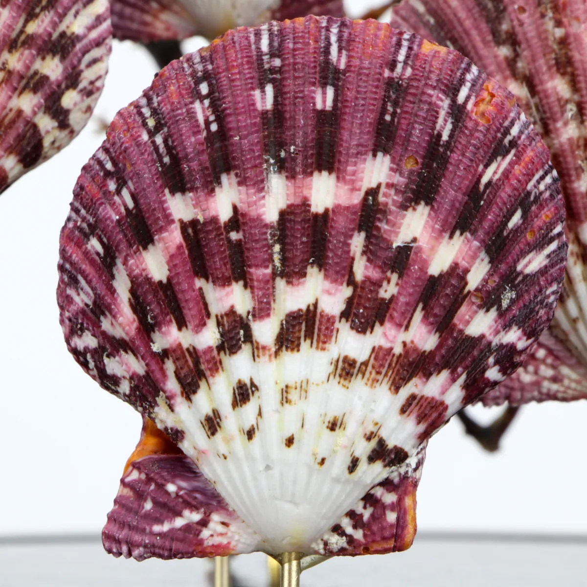 Pecten e Gorgonia sotto Campana di Vetro