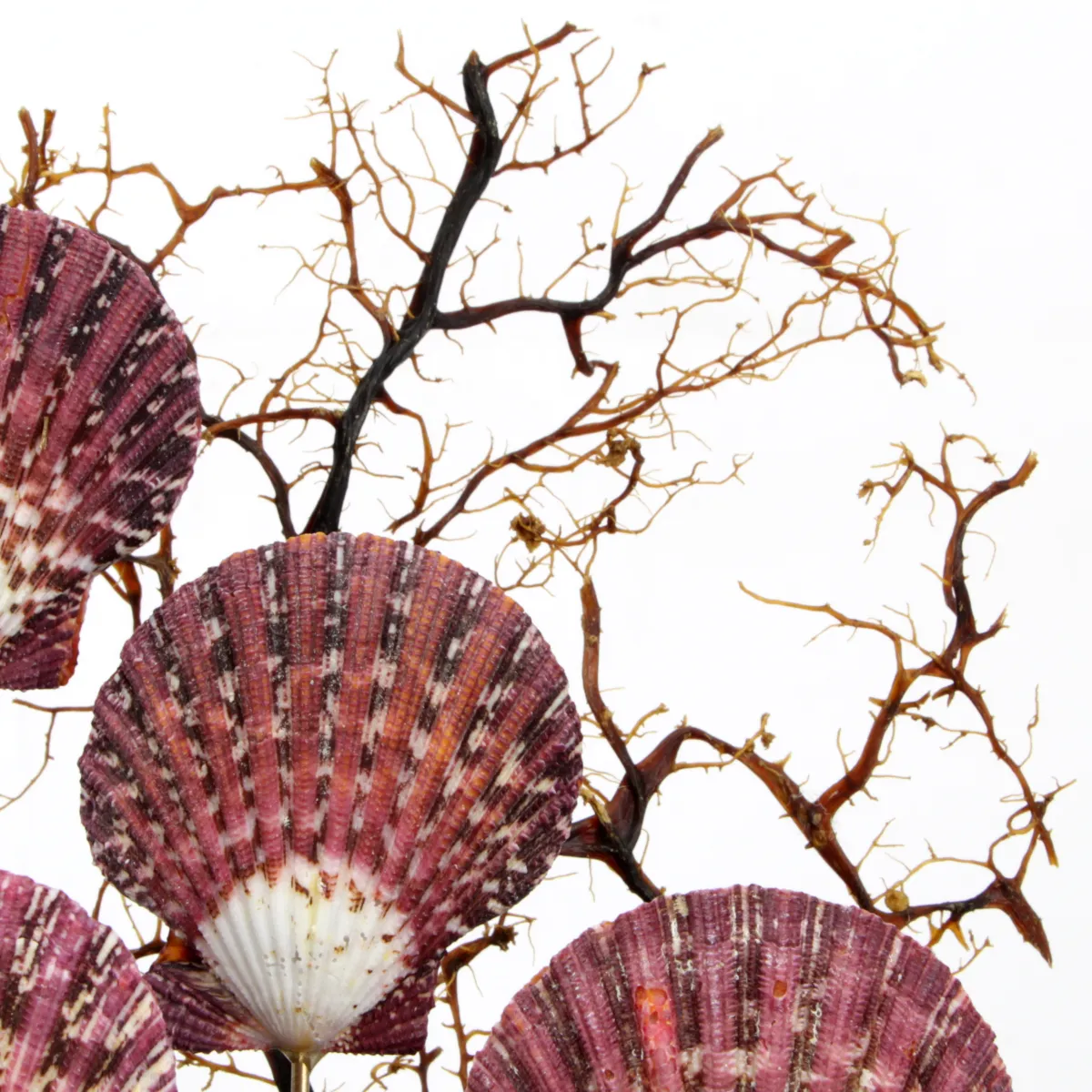 Pecten e Gorgonia sotto Campana di Vetro
