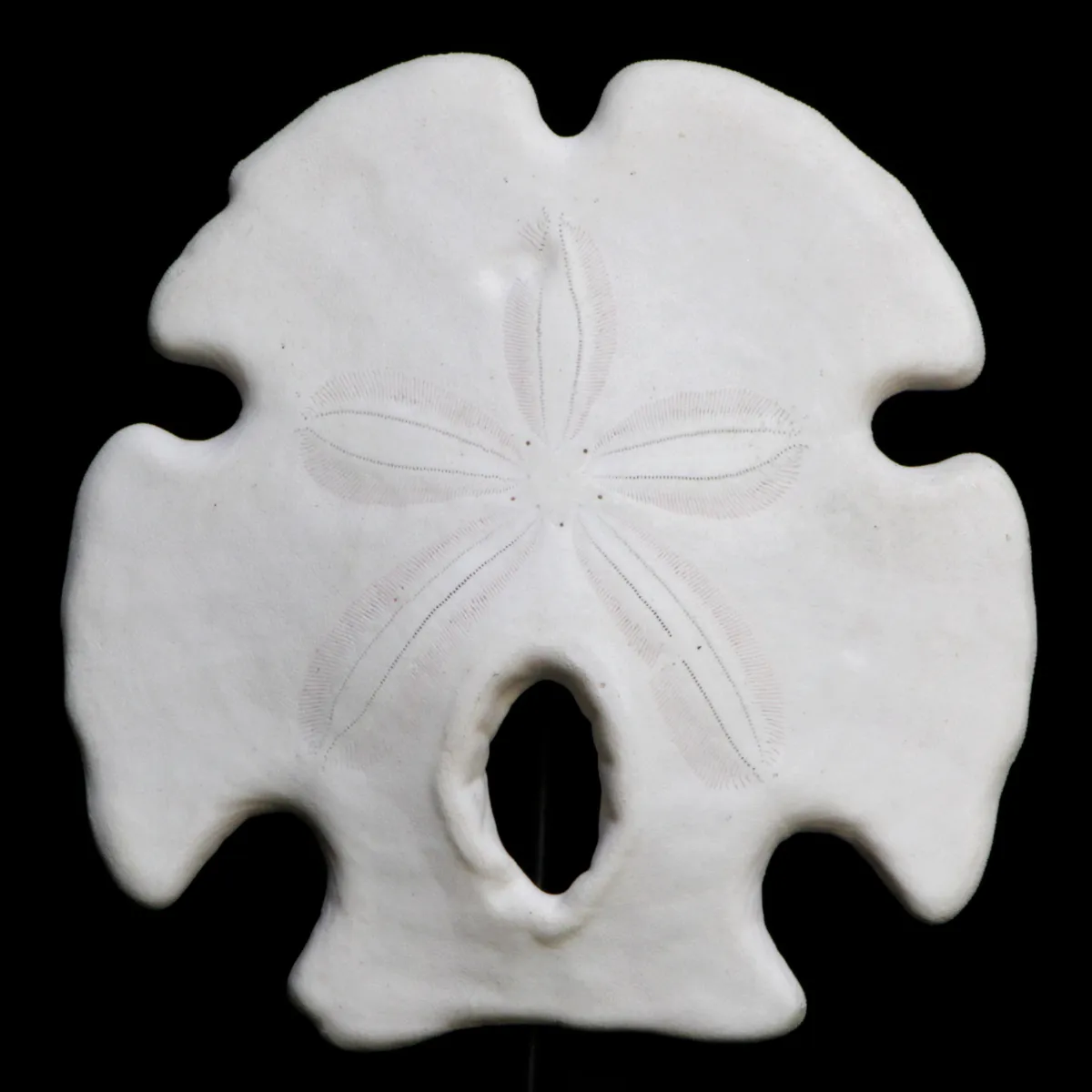 Sand Dollar sotto Campana di Vetro