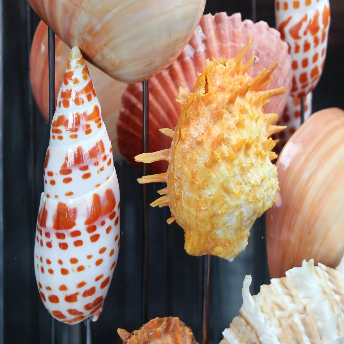 Conchiglie in Campana