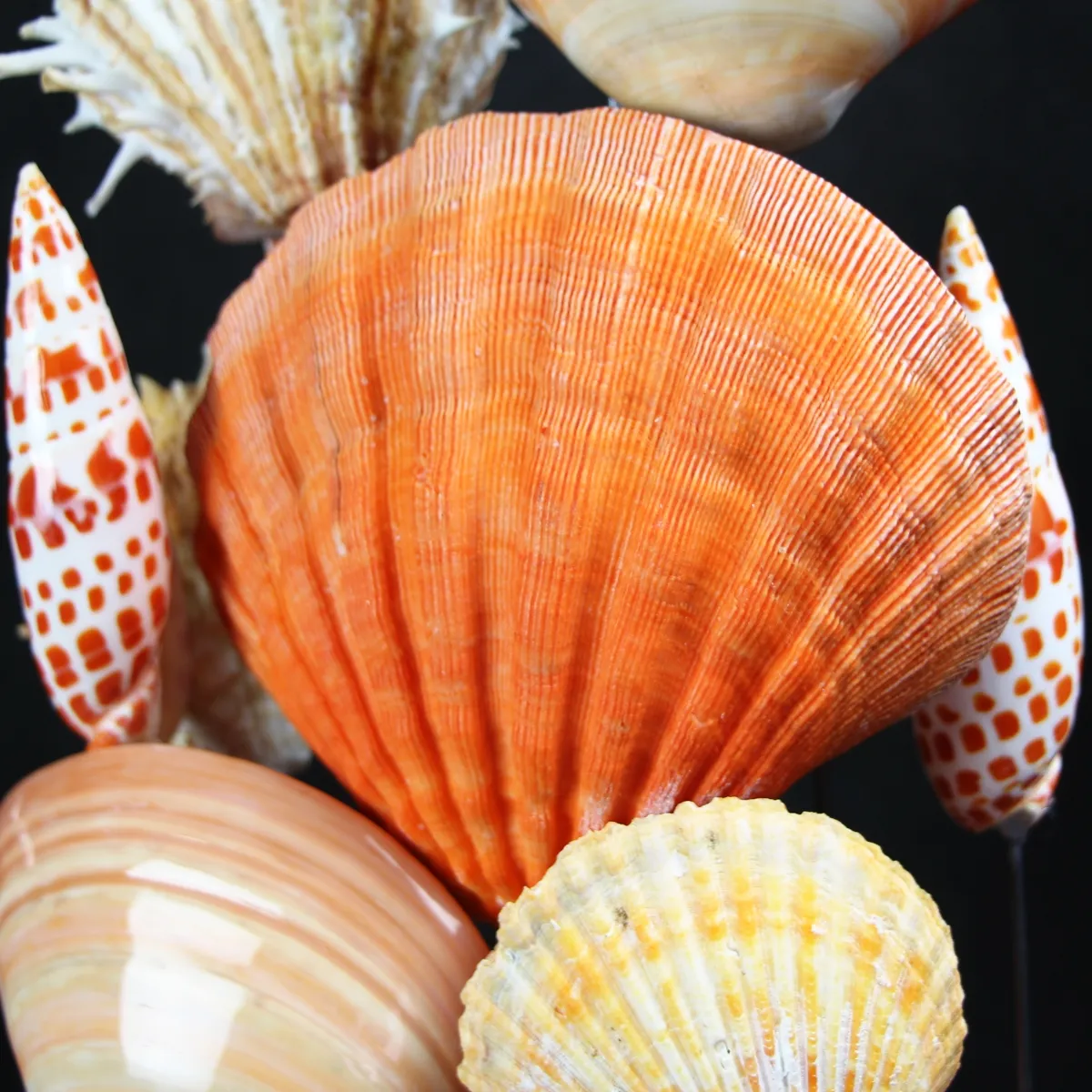 Conchiglie in Campana