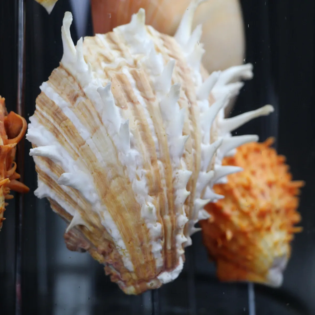 Conchiglie in Campana
