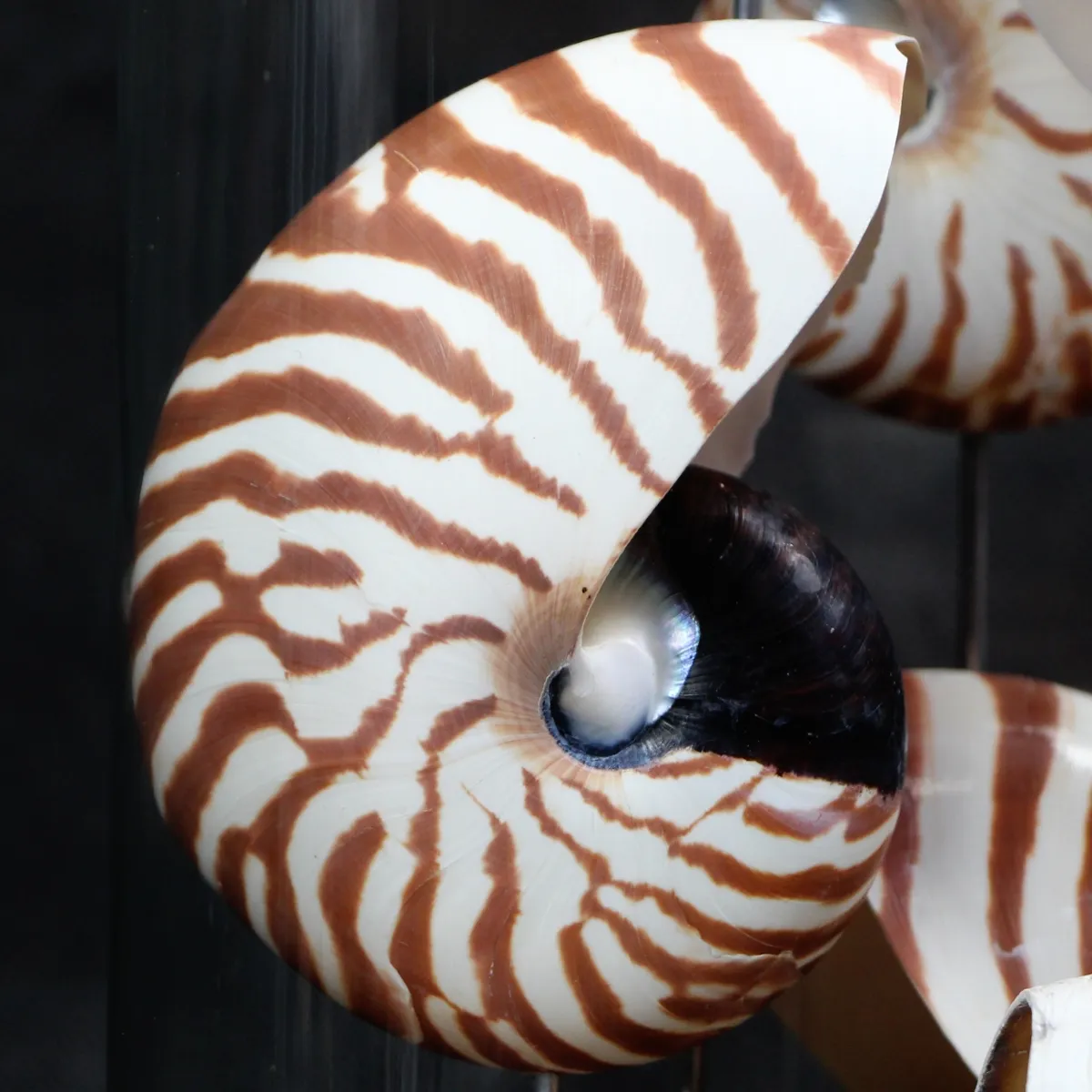 Nautilus sotto Campana 