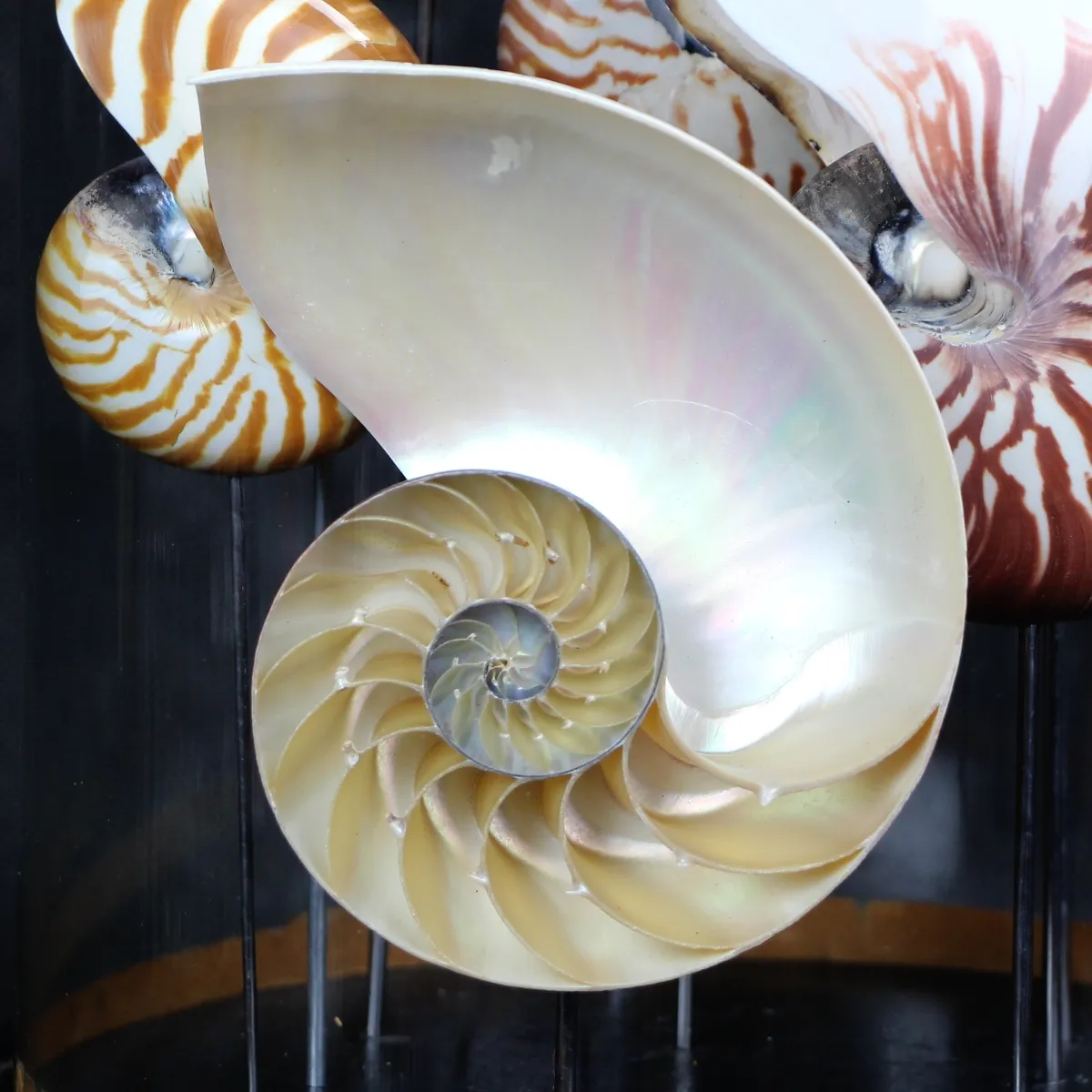 Nautilus sotto Campana 