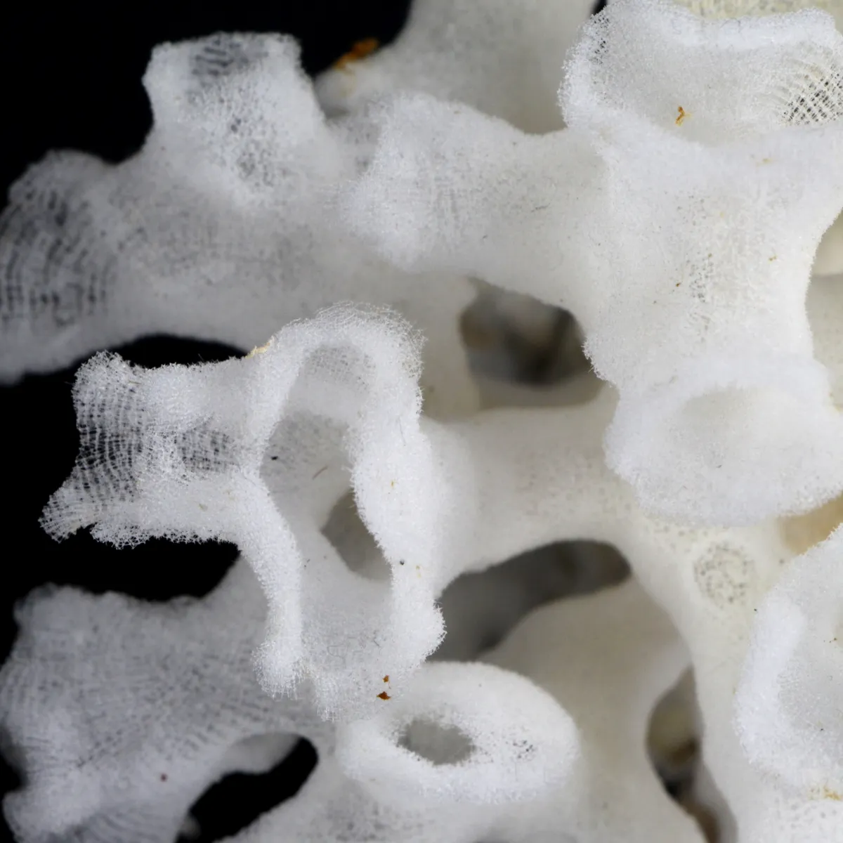 Xenophora Pallidula con Corallo
