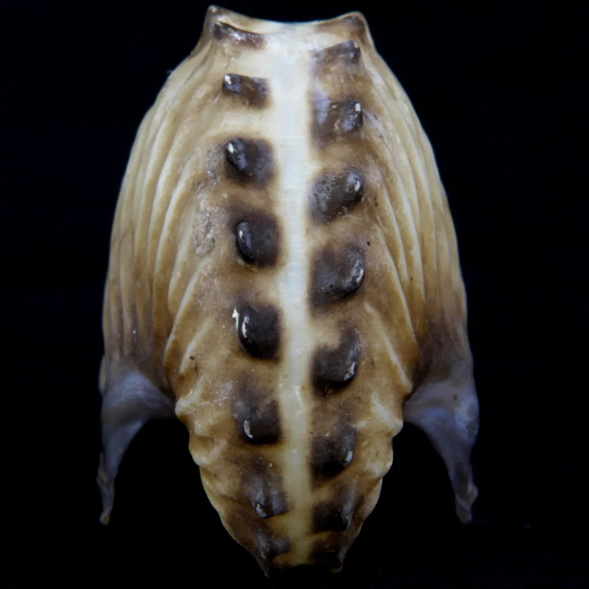 Argonauta Hians
