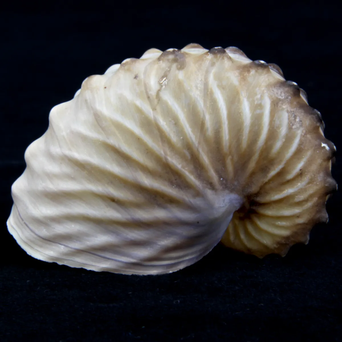 Argonauta Hians