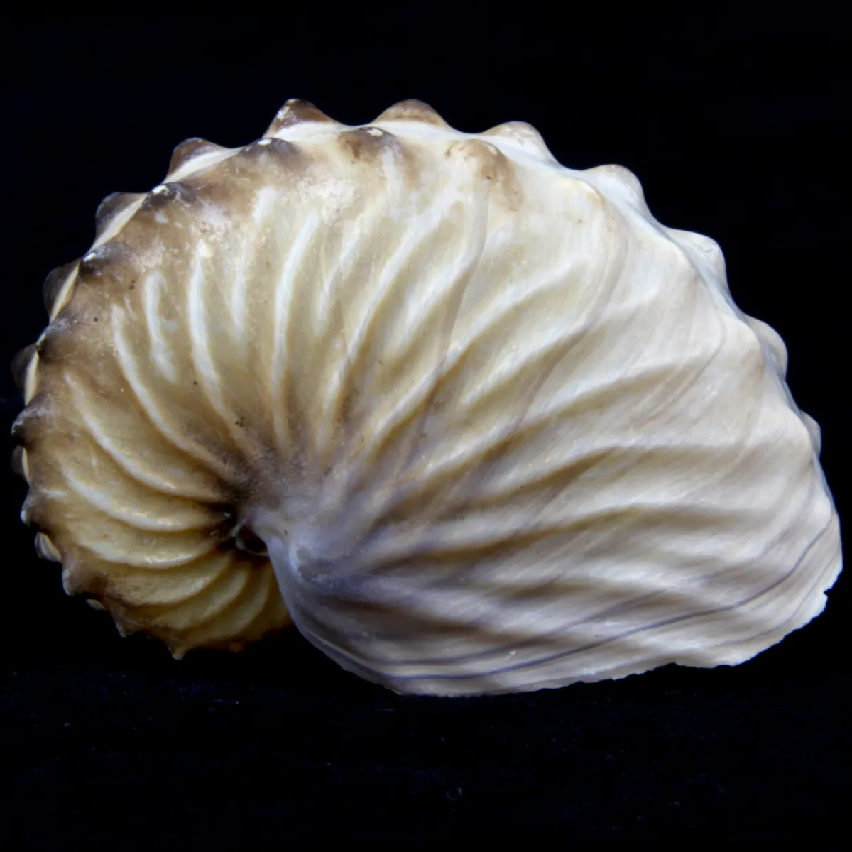 Argonauta Hians
