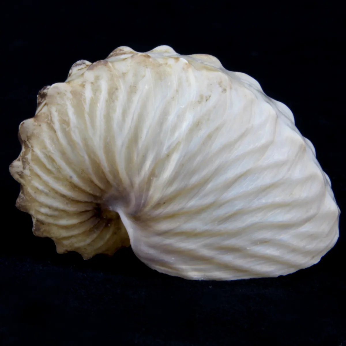Argonauta Hians