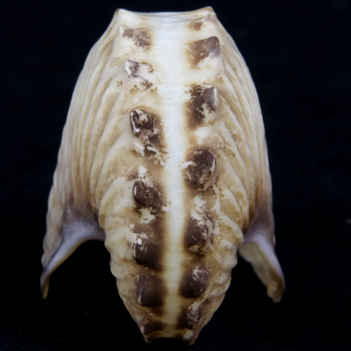 Argonauta Hians