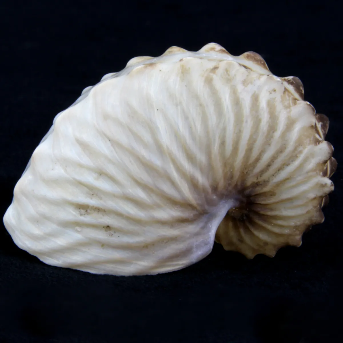 Argonauta Hians