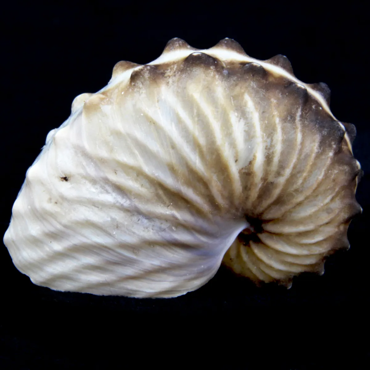 Argonauta Hians