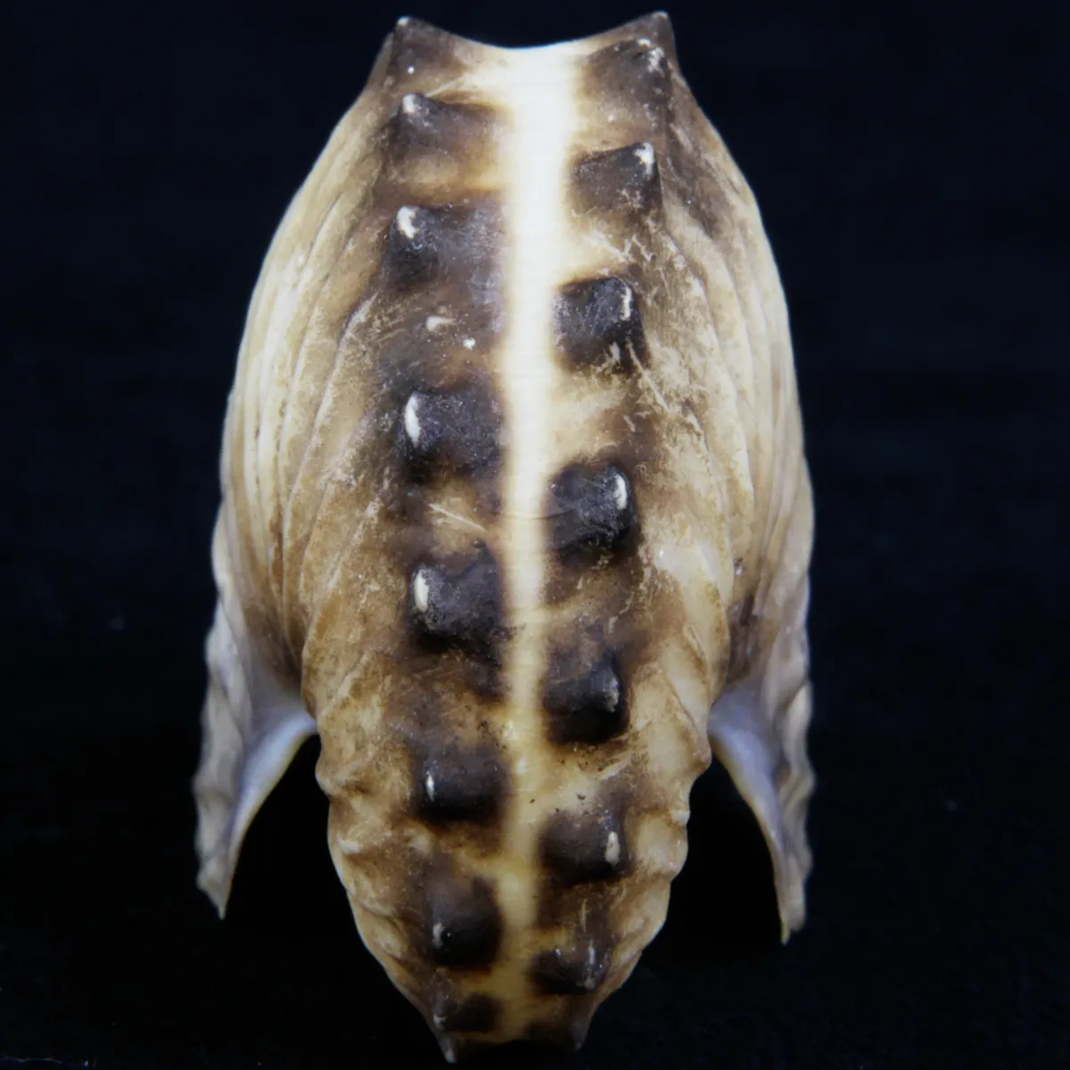 Argonauta Hians