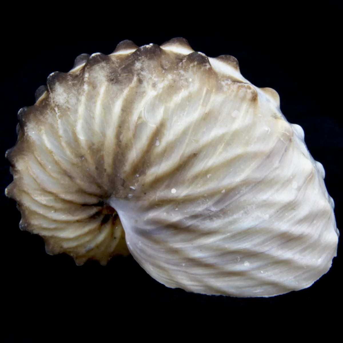 Argonauta Hians