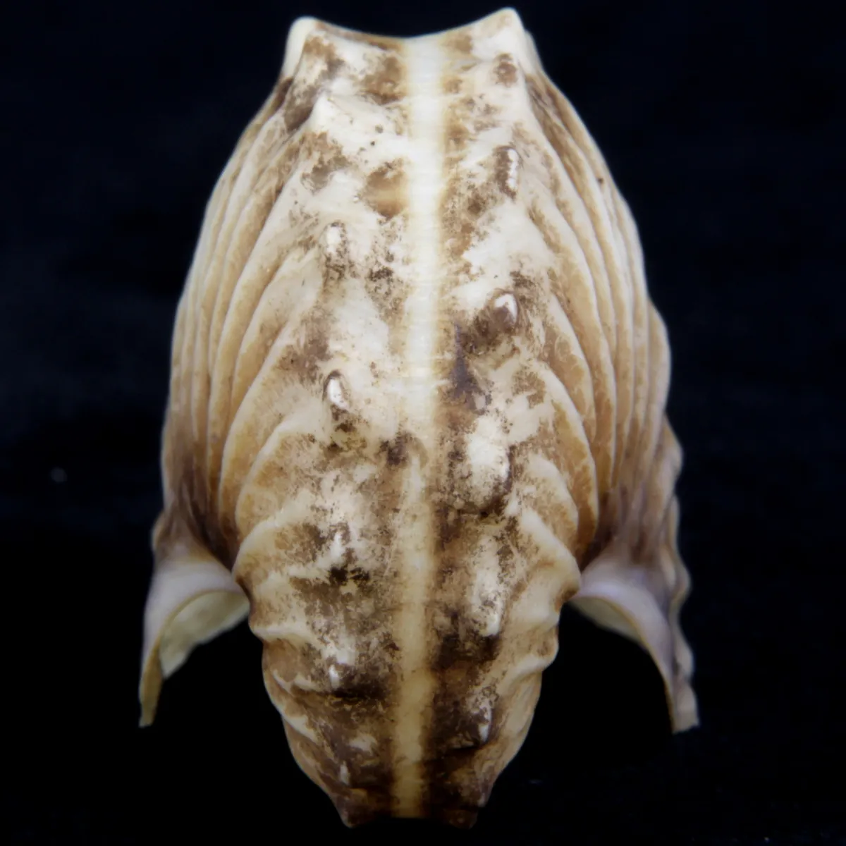 Argonauta Hians