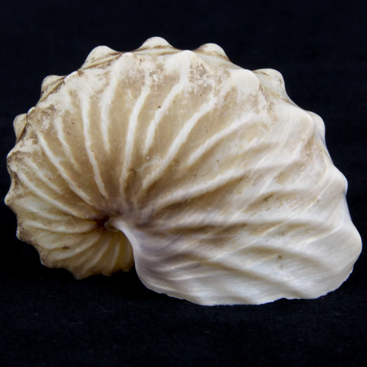 Argonauta Hians