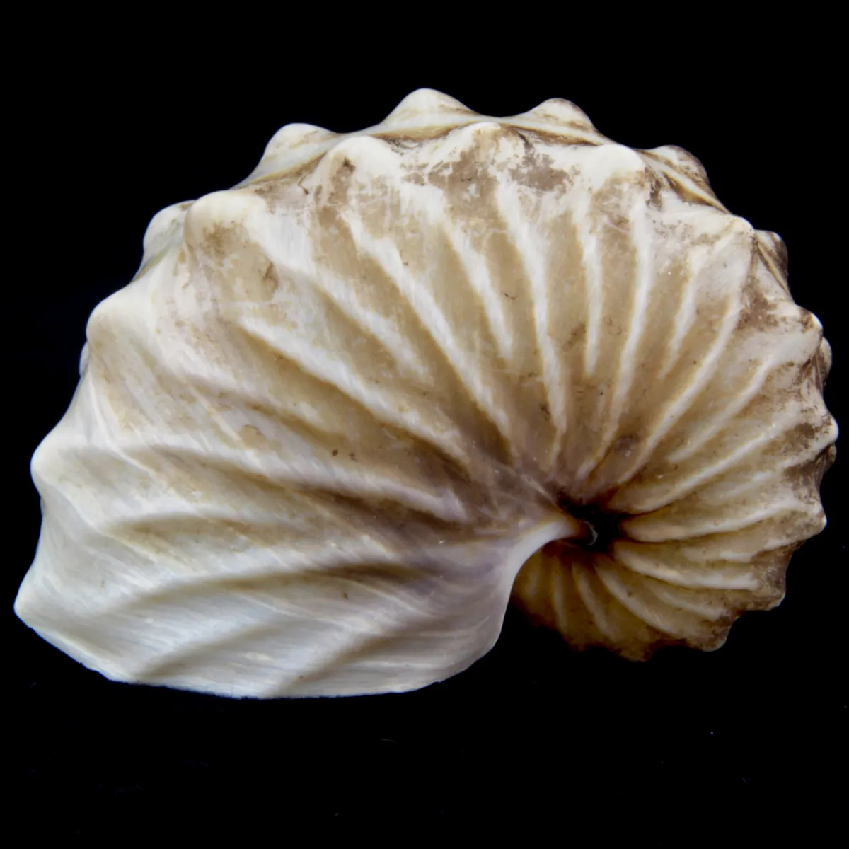 Argonauta Hians