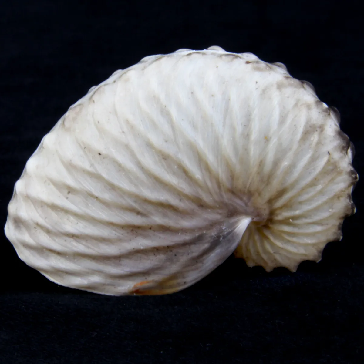 Argonauta Hians