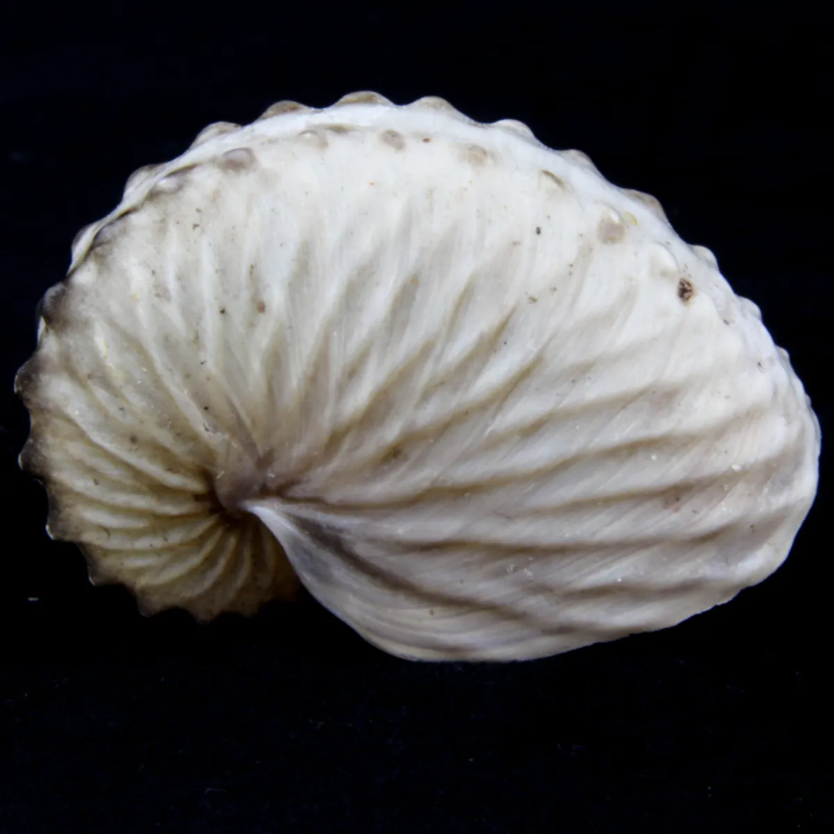 Argonauta Hians